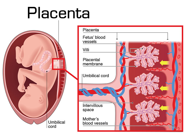 Placenta